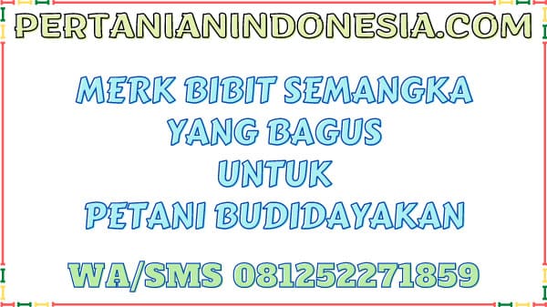 Merk Bibit Semangka Yang Bagus Harga Murah Untuk Petani Budidayakan